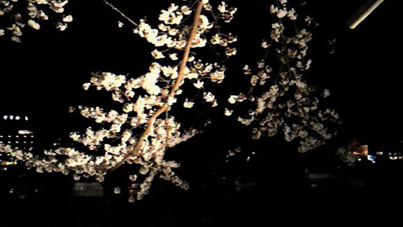 夜桜