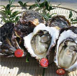 養殖岩がき