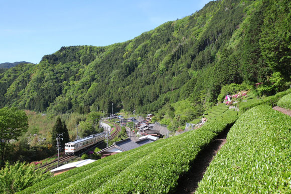 有機栽培茶トップ