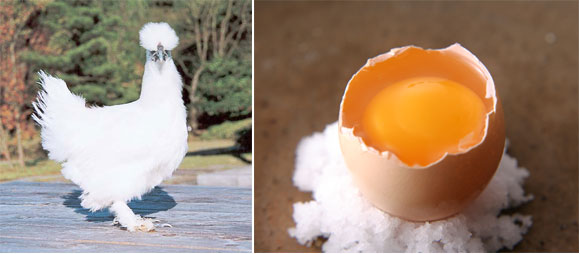 鳥骨鶏の卵